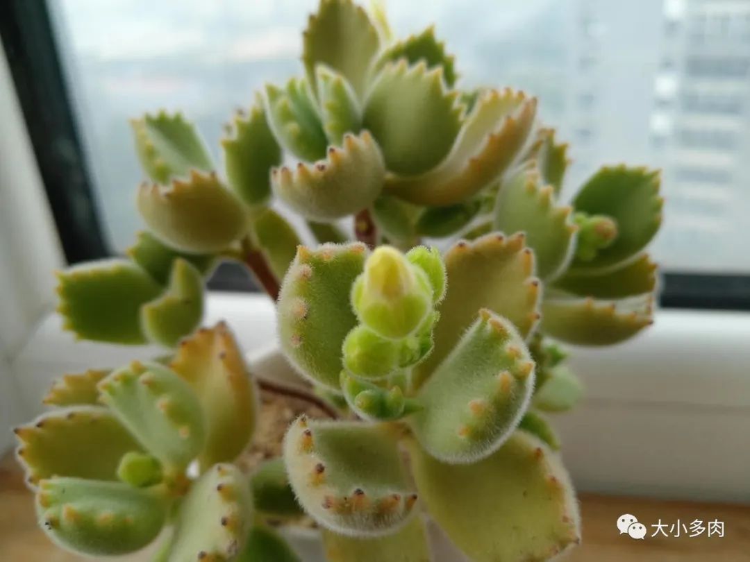 熊童子老叶干瘪新叶不长,熊童子很饱满但没有爪子怎么办