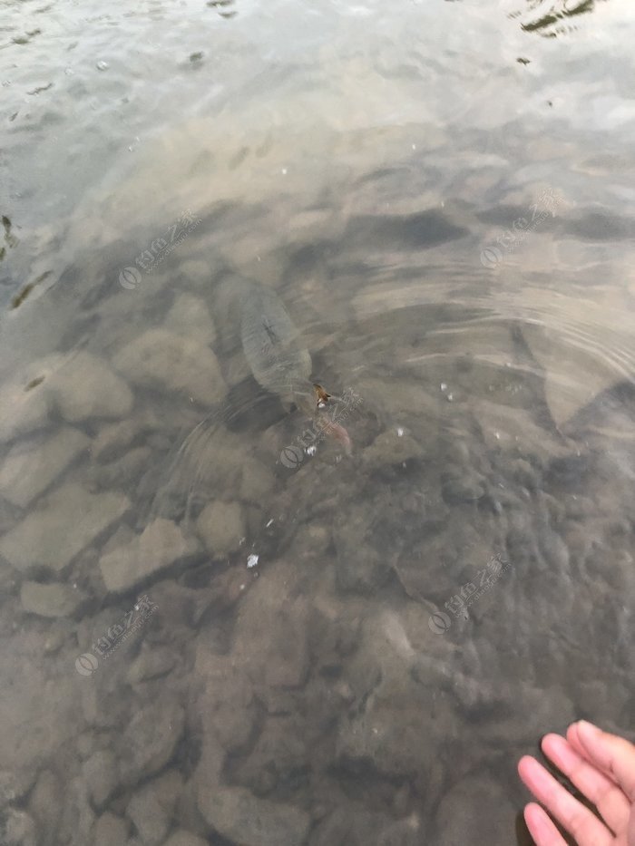 水底小鱼多就会没大鱼,自然水域没鱼情