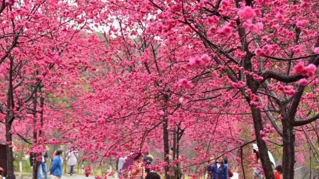 半个月后成都即将美翻全国，17处美景玩转整个春天！