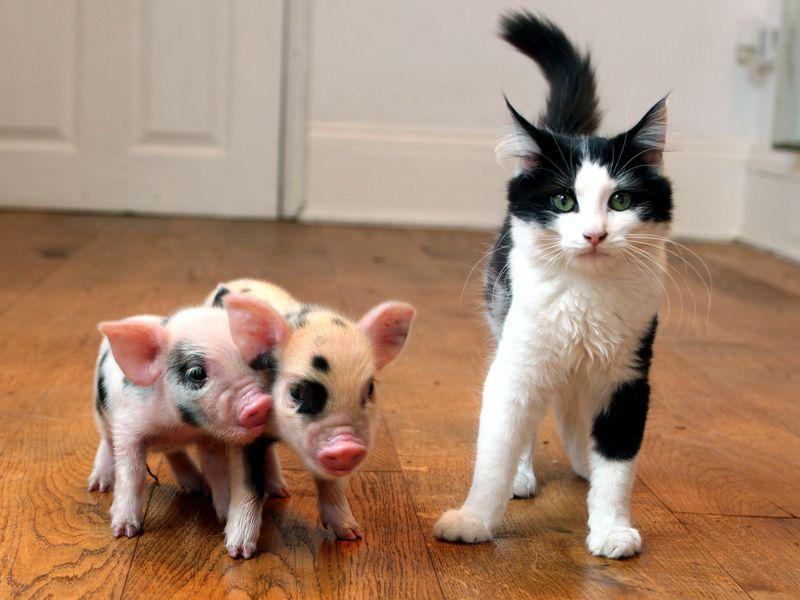 灏忛鐚櫤鍟嗙◣,灏忛鐚槸鏅哄晢绋庡悧