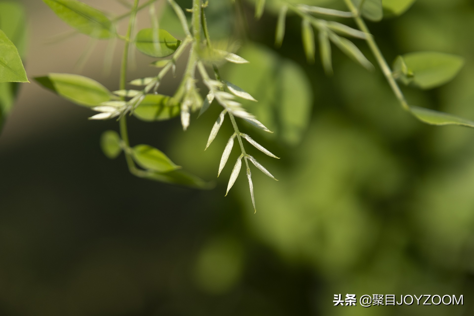 富士xf30mmf2.8微距镜头评测,富士xf16-80与xf18-55镜头对比