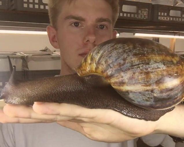 非洲又一物种入侵中国，连水泥都吃，这次连广东人都解决不了