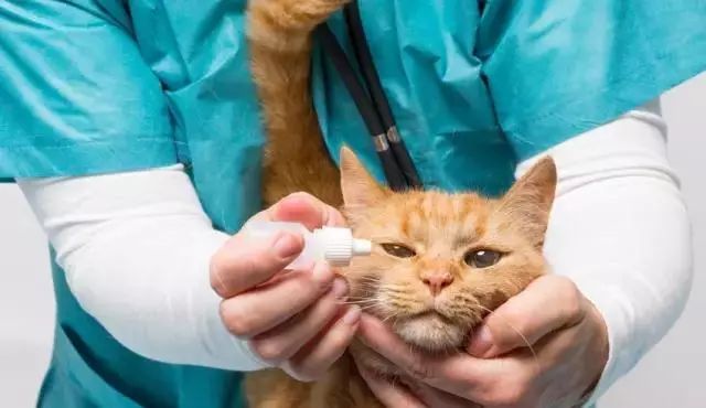 猫咪常见疾病治疗用药,猫咪常见眼睛疾病及护理