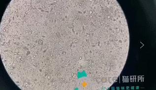 猫咪老是把屎踩的到处都是,猫咪踩屎在脚上