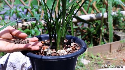 每日一品花卉,每日一品中国兰花春兰