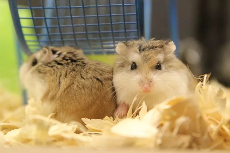 仓鼠咬人怎么办怎么驯服它,仓鼠咬人会不会打你