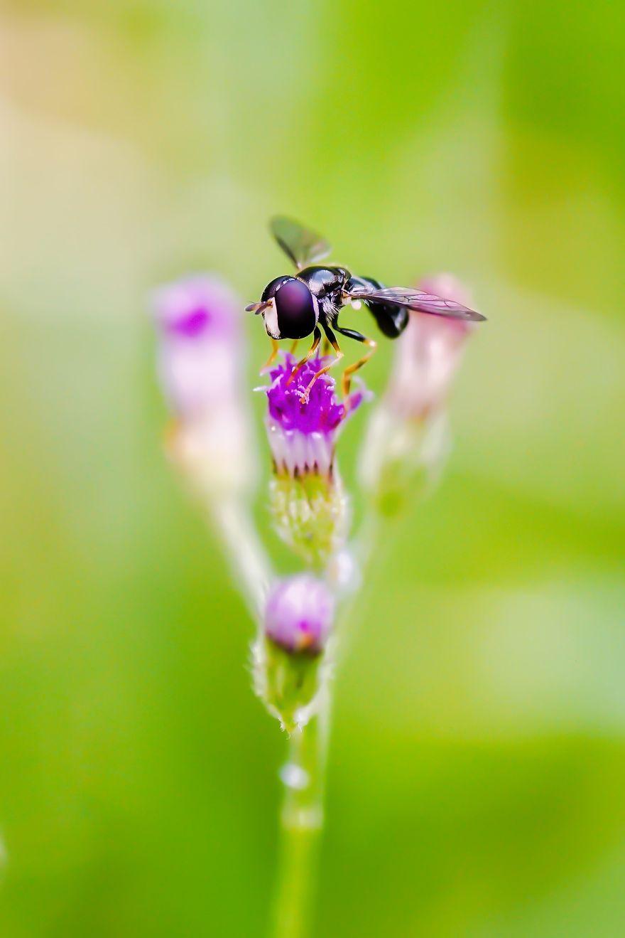 生物世界真的很奇妙,大自然中奇妙的生物
