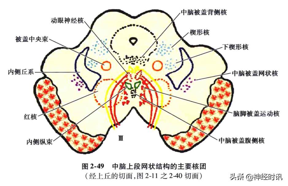 脑干解剖,脑干神经解剖