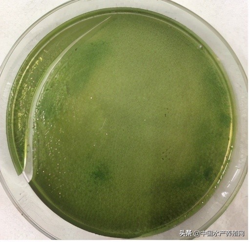 中草药制剂HCV弧菌病能防治、修复肝胰腺，广东省农业力推技术
