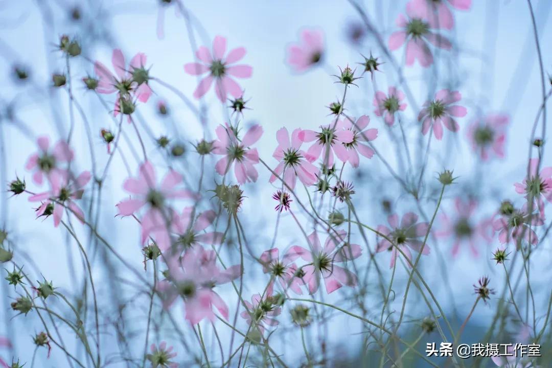 第16届国际摄影艺术展获奖作品,第29届全国摄影艺术展览作品集