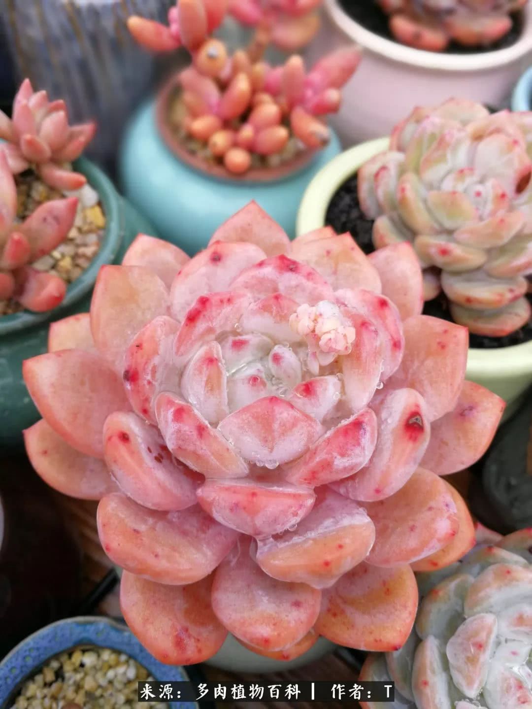 多肉还可以这样玩(上):八年养肉路剪影!