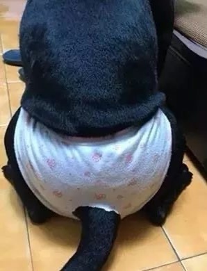 狗狗生理期突然来袭，铲屎官动手DIY，真是不给汪留一点情面