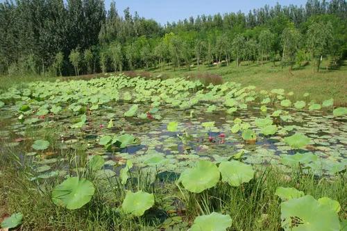 德州减河湿地风景区介绍视频,德州市减河湿地公园好玩吗
