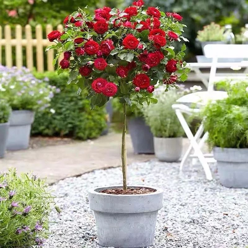 哪些花是开花机器,开花最香最好看繁殖能力还强的花