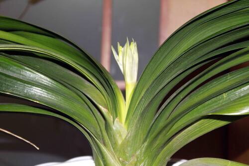 冬天君子兰的养殖方法和注意事项,君子兰夏天放室内冬天还会开花吗