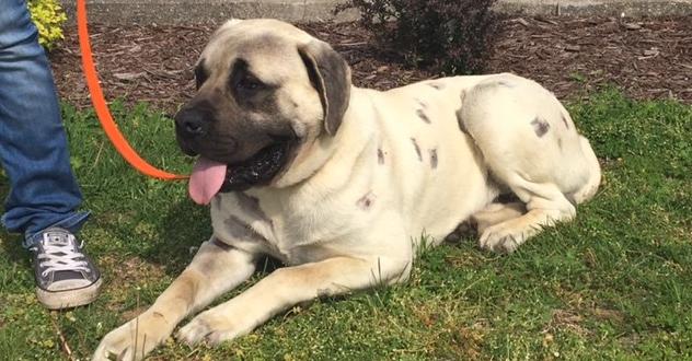 狗狗脓皮病越来越多怎么办,狗狗皮肤发红有皮屑怎么治比较好