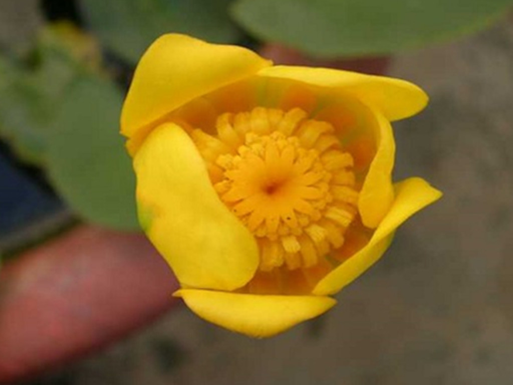 四季水培睡莲荷花盆栽的种植方法,荷花睡莲花色鲜艳非常好养