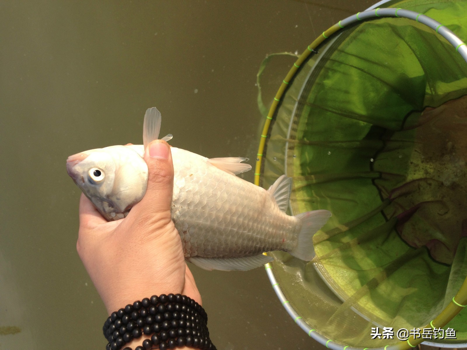 閽撻奔鎵惧噯楸奸亾鏄垎鎶ょ殑鍏抽敭,閽撳ぇ楸兼渶鐗㈢殑闃查挬鏂规硶