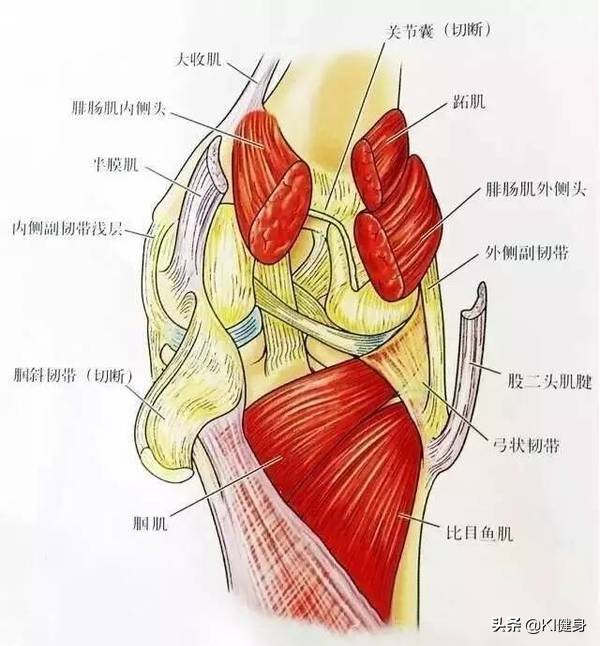 膝关节外侧疼痛找不到原因,膝关节痛不是风湿会是什么问题
