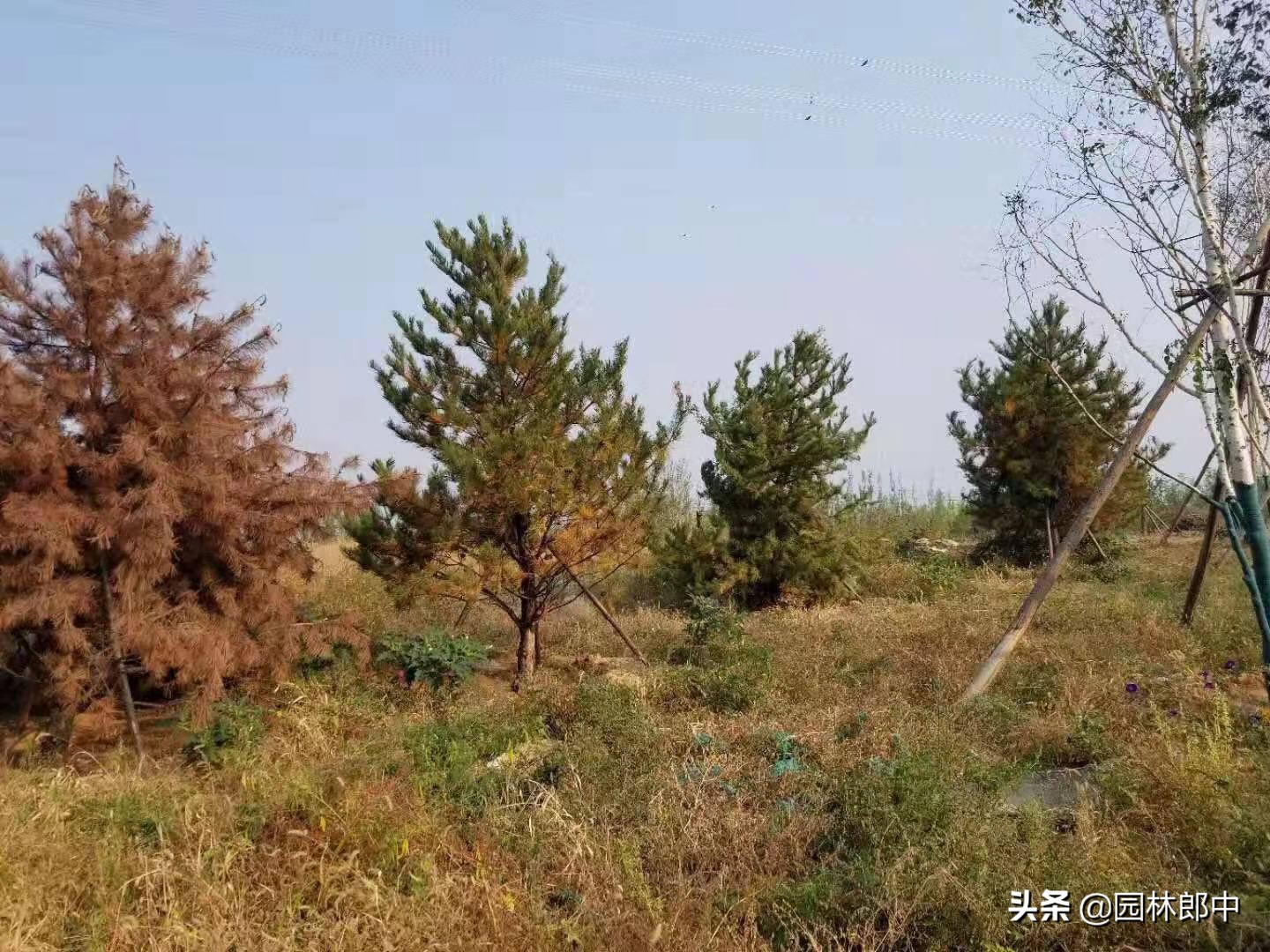 松树针叶发软下垂什么原因,松树针叶枯黄怎么处理