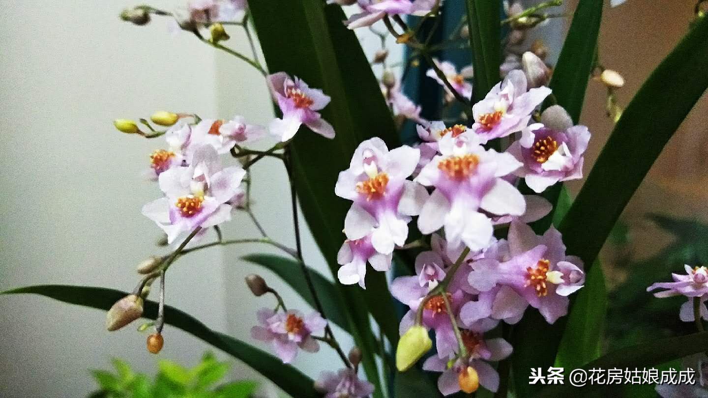 花盆里放泡沫能预防积水吗,花盆太深在底下放泡沫可以吗