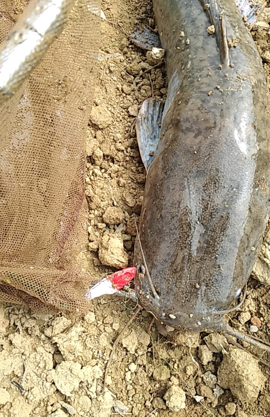 广东湛江大鱼,湛江水库钓大鱼