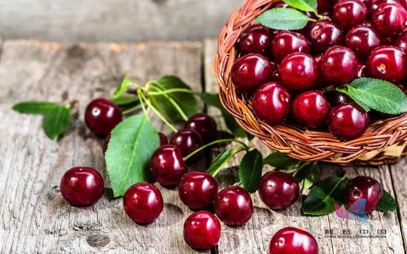 奇异果猕猴桃和车厘子的区别,车厘子和蓝莓菠萝的区别