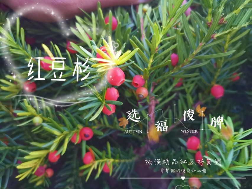 红豆杉果能煮水喝吗,红豆杉果子可以泡醋吗