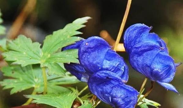 25种常见有毒的花草树木,警惕50种有毒植物