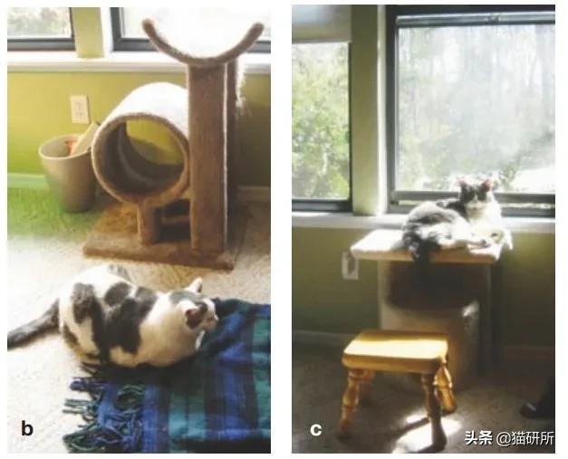 怎样才能看出猫咪对你放下警惕了,怎样发现猫咪的症状