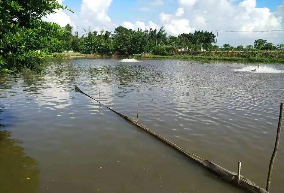 有什么方法促使黄颡鱼病害减少,黄颡鱼裂头病会死多久