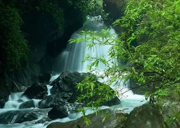 青芽甘露：一杯竹叶青，尽显君子情