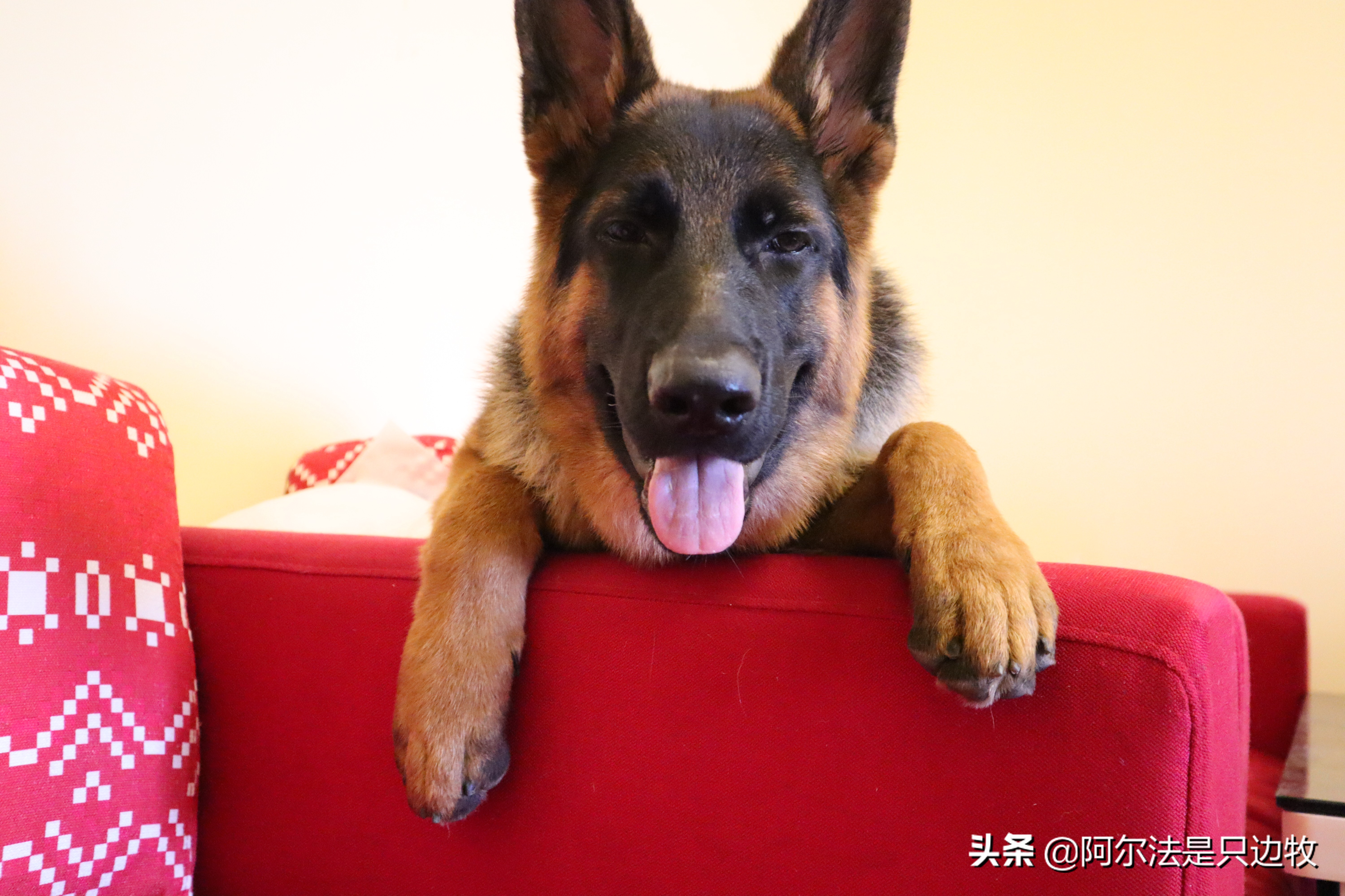 几乎每个狗狗都吃过屎？狗吃屎的原因是什么，如何才能解决