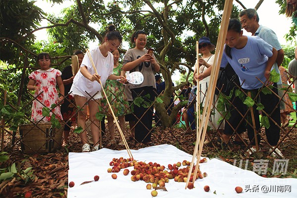 又是一年荔枝红全诗,又是一年一度荔枝成熟的季节