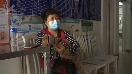 泰迪前腿残疾训练,残疾泰迪能收留吗