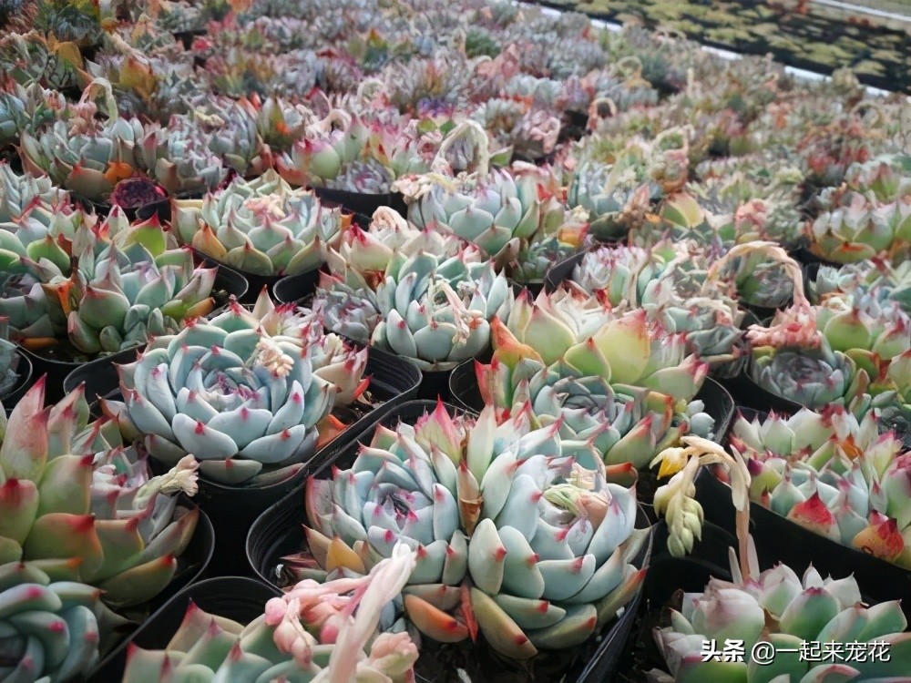 吉娃娃能不能叶插,吉娃娃侧芽多大可以扦插