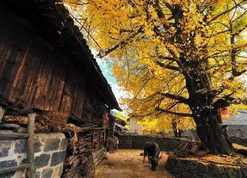 云南适合深秋游玩的地方,云南的秋天适合去哪些景点