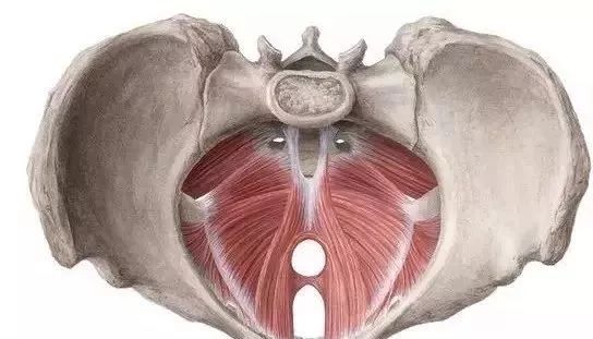 瑜伽练习中，如何正确的“收腹”，启动核心？