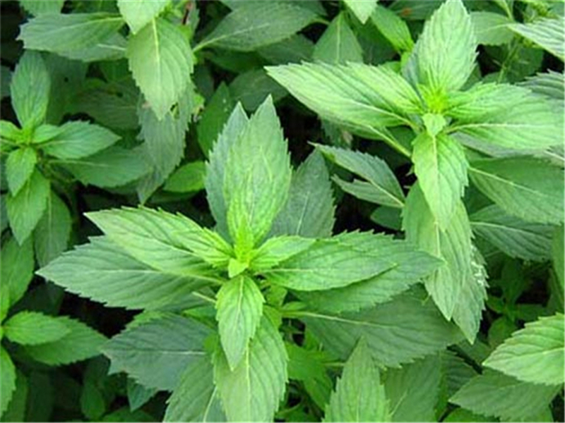 薄荷种植怎么管理,薄荷种植技术和管理方法