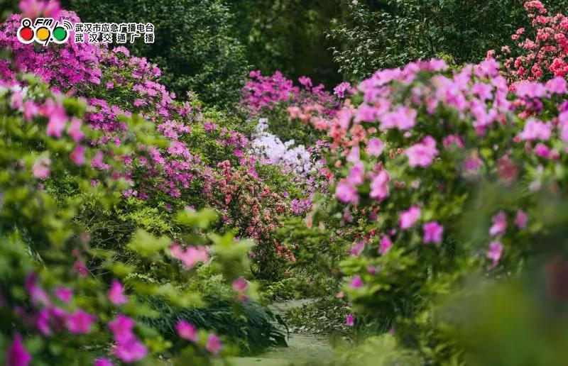 春光恰好清明小长假赏花指南,清明小长假花海