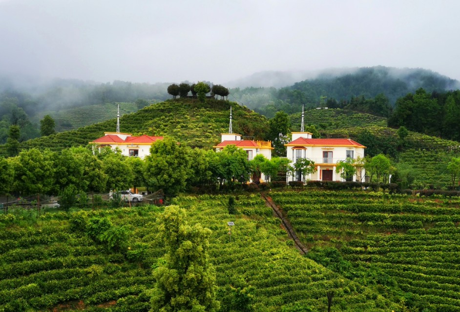江西靖安最好的茶园,靖安高山白茶茶园