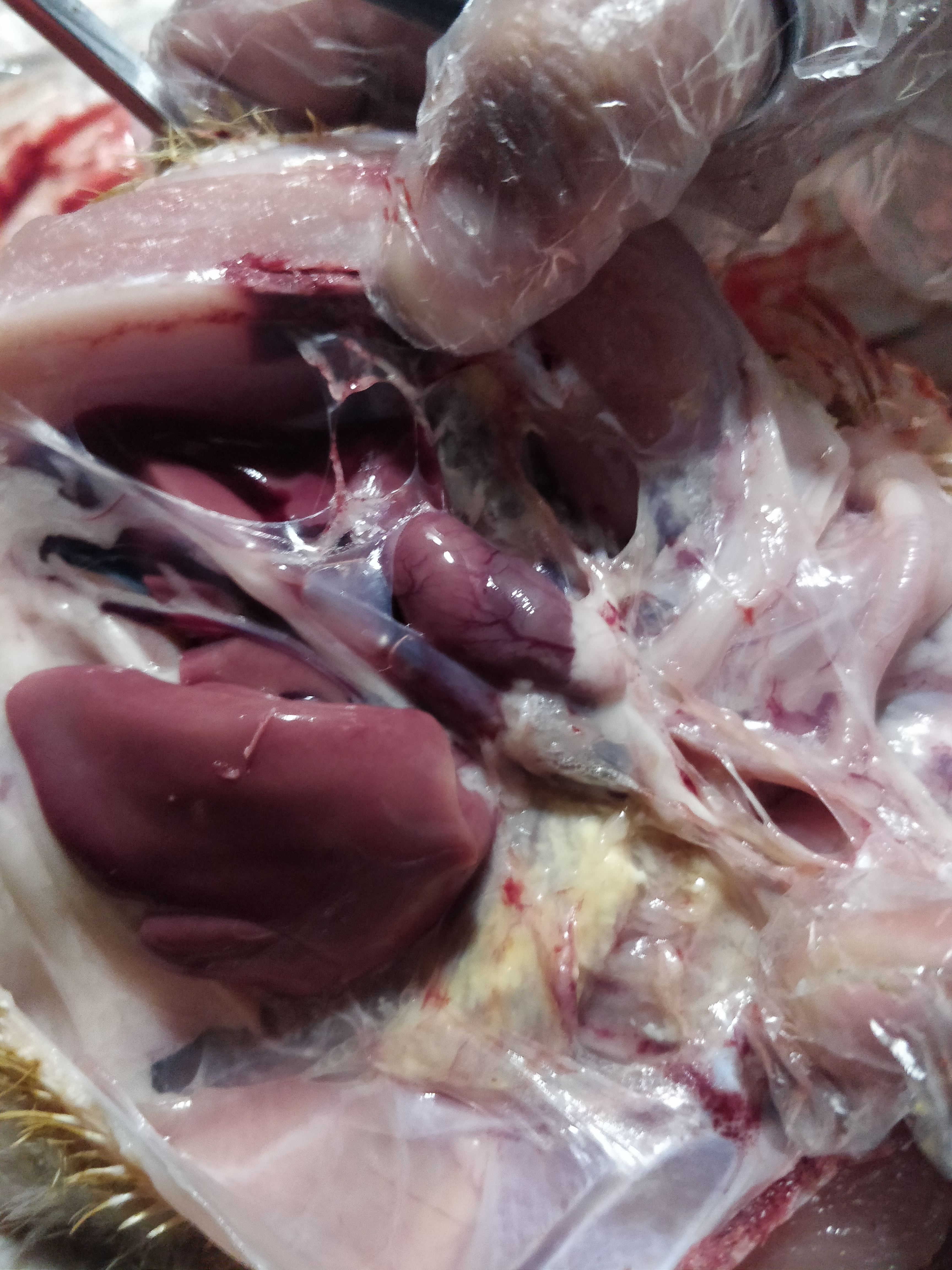 急求！鸡得了气囊炎该怎么办啊？