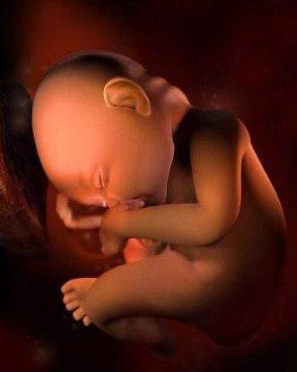 胚胎发育过程3d视频,3d还原胎儿发育全过程孕妈必看