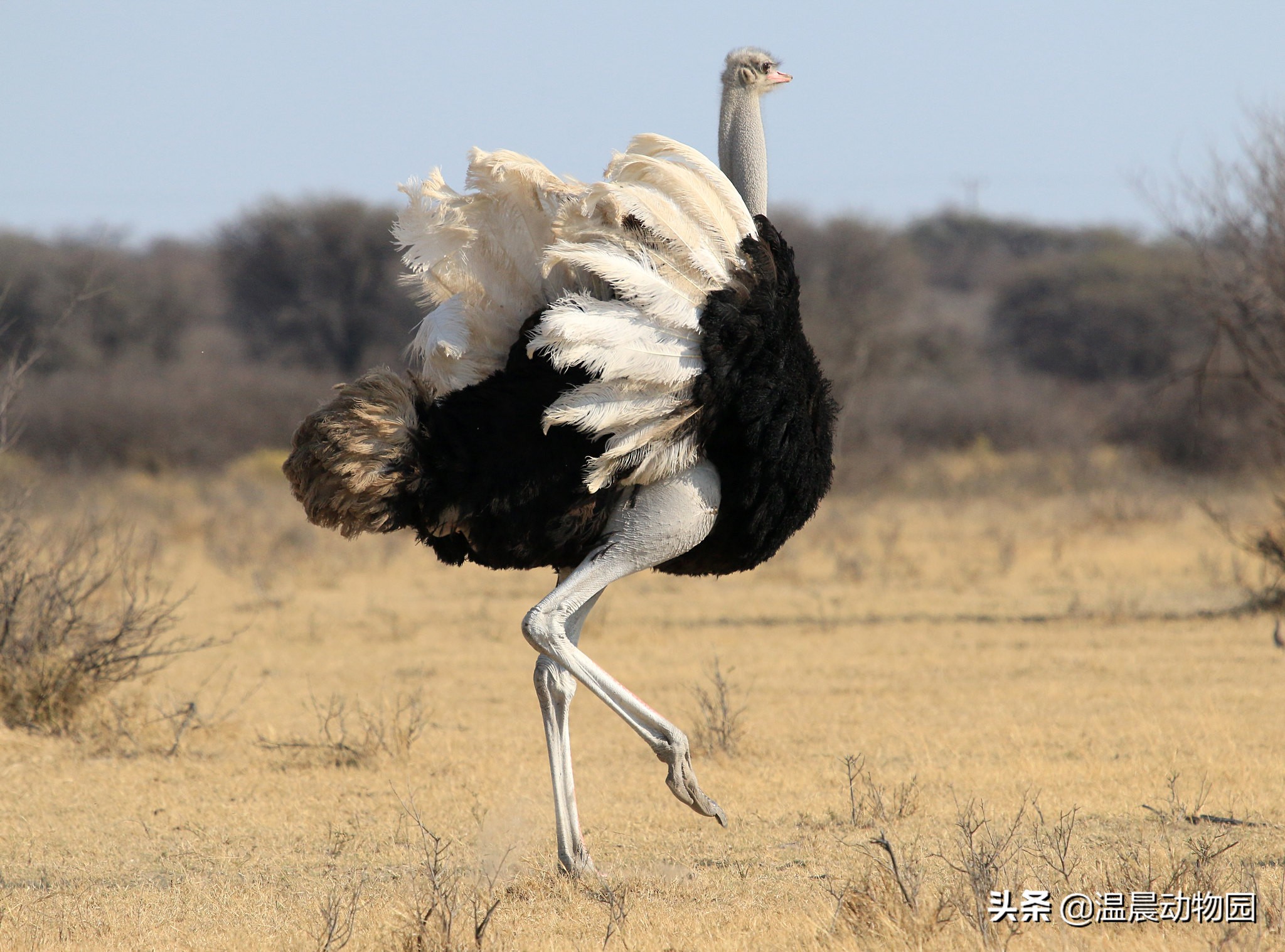 鸵鸟遇到危险会把头埋土里搞笑,鸵鸟遇到危险把头埋土里真的假的