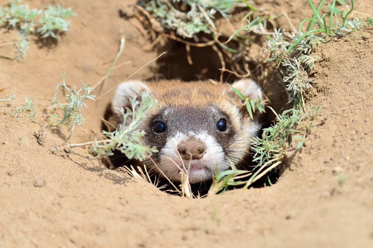 特别的萌给特别的你