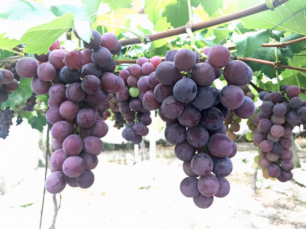 宁波适合种什么水果,宁波南洋水果