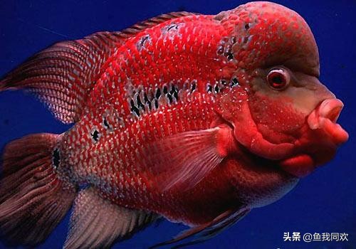 养罗汉鱼起水霉怎么处理,罗汉鱼病死了鱼缸要怎样处理