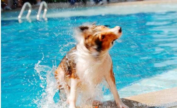 狗狗冷知识500条,狗狗柯基冷知识