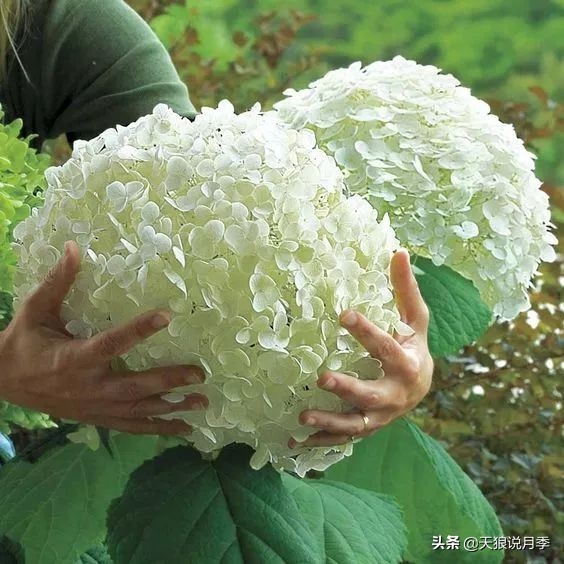 绣球季家里不缺花，全场8折迎初夏