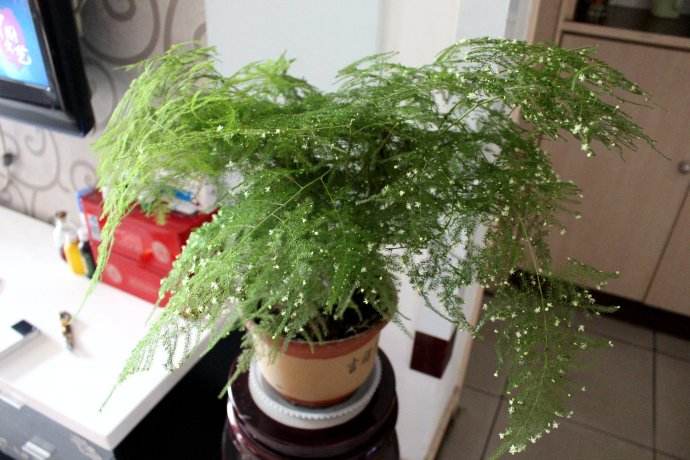 文竹黄叶一定要剪掉，做好“3件事”，新芽不停长，如层层翠云